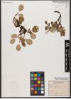 Foto von Salix reticulata L.